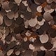 Coffee Brown