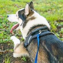 1PC Dog/Puppy Obedience Recall Training Agility Lead - 5m/9m/15m Training Leash - Great For Training - Black - View 5