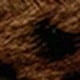 leopard print