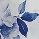 Blue and White