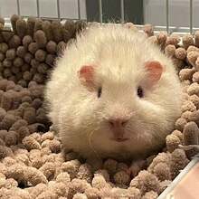 Soft Coral Fleece Pet Carpet/Mat - Highly Absorbent, Suitable For Rabbit Cages, Provides Comfortable Sleeping Environment For Small Animals - Multicolor - View 12