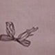 Grauviolett