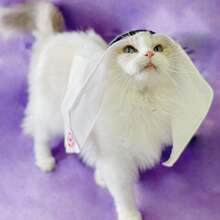 Pet Headband Hat, Handmade Sun Protection & Wind Resistant Headwear For Cat & Dog - Multicolor - View 4