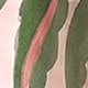 粉色
