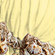 Màu vàng