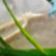 Nhiều màu