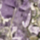 Màu tím
