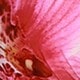 Hồng