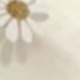 彩色