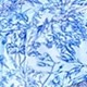 Blue and White