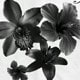 Black and White