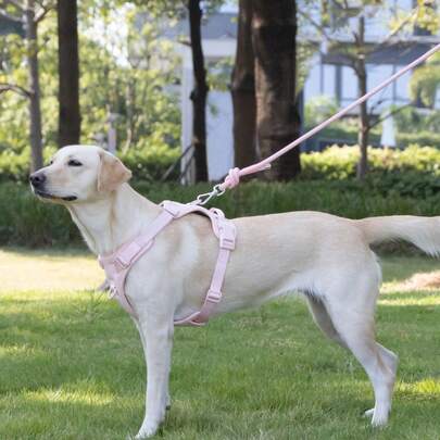 Dayanıklı Köpek Tasması, Çekmeyi Önleyici, Çiğnemeye Dayanıklı, Dış Mekan Yürüyüşleri İçin