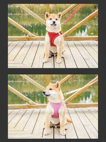 Dog Leash And Harness Set, All-Weather Mesh Material, Wearable Dog Harness, Suitable For Walks, Jogging, And Training, Suitable For Small To Medium-Sized Dogs. - Multicolor - View 5