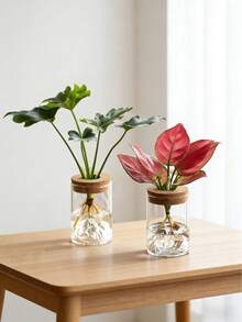Haus Hana 高硼硅玻璃透明直筒软木盖水培植物瓶，简约厚实桌面盆栽瓶，简约透明山景杯，透明厚实直筒植物瓶配天然软木盖，极简日式桌面生态瓶，多肉植物水培容器，现代家居办公室装饰，客厅窗台植物繁殖器，独特的乔迁礼物。 - 多色 - 查看 3