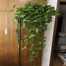 1件北欧风金属衣帽架，带支架，现代简约风，可收纳衣物、帽子、裙子等，适用于卧室、客厅装饰、节日装饰、房间装饰、家居装饰、卧室装饰，可收纳连衣裙、裤子、鞋子、牛仔裤、靴子、裙子等，适合春季、简约风、夏季上衣。 - 黑色 - 查看 6
