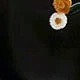 الأسود