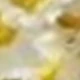 Holding Chrysanthemums-white
