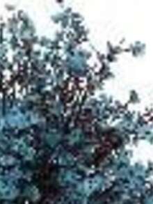 4支蓝色仿真花，婴儿呼吸花，星空万圣节仿真花束，人造丝星空花束，适合婚礼新娘、派对、家居DIY插花装饰 - 水鴨藍 - 查看 9