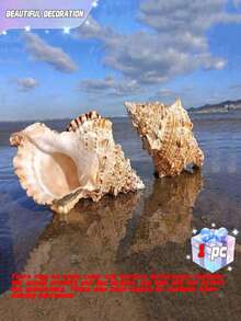 1pc Natural Small Conch Shell Golden Mouth Frog Snail Stone Number Snail Fish Tank Landscape Decoration Ornament Ornament Hermit Crab Replacement Shell - Multicolor - View 1