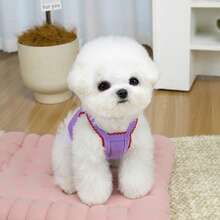 PETSIN Quần áo thú cưng mùa xuân mới, đồ dùng cho thú cưng, quần áo cho thú cưng, áo ba lỗ cho chó, áo thun cho mèo, trang phục cho gấu bông, trang phục cho động vật nhỏ, áo ba lỗ thường ngày mát mẻ, quần áo cho chó, quần áo cho mèo, áo ba lỗ hai mùa xuân hè mới. - Nhiều màu - Xem 8