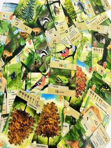 Forest Shuffle - Trò chơi để bàn hoàn toàn bằng tiếng Anh - Bộ cờ vua - Trò chơi dành cho 2-5 người chơi, hoàn hảo cho các bữa tiệc và đêm chơi game - Món quà hoàn hảo cho các dịp lễ hội, trò chơi bài chiến đấu. - Nhiều màu - Xem 2