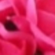 Hoa hồng đậm