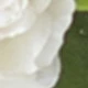 Milky White