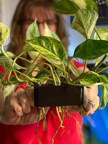 1个带穿孔水生植物盆的悬挂式水族箱植物架，适用于水生植物、水族箱造景装饰 - 黑色 - 查看 8