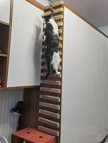 1 pieza Escalera colgante para gatos de sisal, de longitud 50cm/100cm, de madera de pino natural resistente, carga máxima de 12kg (26lb), para jugar, trepar y arañar - Albaricoque - Ver 1