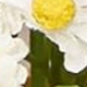 Hoa chamomile
