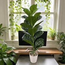 1PC Artificial Small Fiddle Leaf Fig Tree (Pot Not Included), Lifelike Tropical Ficus Violin Leaf Artificial Plant, Perfect For Home, Office, Balcony, Garden, Wedding, Party And Holiday Decor - Multicolor - View 5