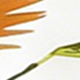 Albaricoque