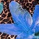 藍色