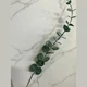 daun kayu putih tunggal