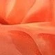 Coral Orange