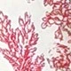 Hồng