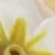 Yellow Series