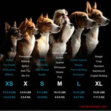 1 pieza Sudadera de primavera para mascotas Petsin - Sudadera ligera de primavera para perros; Adecuada para paseos frescos de la mañana, aventuras en el jardín, entrenamiento, fines de semana familiares y descanso cómodo. - verde menta - Ver 7