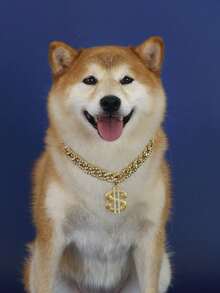 1 Stück Haustier Halskette - Große Goldkette mit Diamanten - Währungssymbol Anhänger - Glänzend - Kunststoff Simulation - Geeignet für Katzen und Hunde - Für reiche Influencer - Hipper Stil - Bulldogge - Bully - Golden Retriever - Labrador - Dekorative Kette. - Gold - Übersicht 9