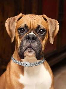 Diamond-Encrusted Silver Dog Collar Dog Necklace Hip-Hop Silver Dog Necklace Large Silver Chain Cat Collar Full Diamond Fashionable Pet Collar - Silver - View 5
