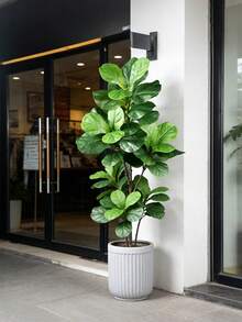 1pc 70 135cm Artificial Ficus Tree Fake Rubber Plant Large Plastic Tropical Green Foliage Outdoor Landscaping Home Room New Year Decoration Valentine Birthday Graduation Gift Realistic Evergreen Topiary Faux Tree Indoor Outdoor Ornament - Army Green - View 10