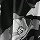 Black and White