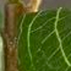 Nhiều màu