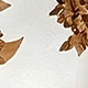 Nhiều màu