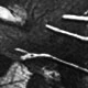 màu đen
