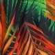 Multicolor