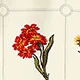 彩色