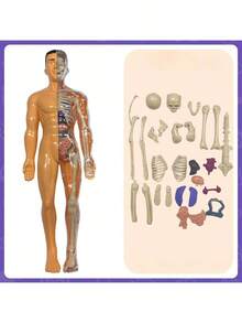 28CM Human Anatomy Model, Skeleton Model For Observing Bones And Movements, Suitable For Scientific Learning And Education - multicolor - View 9
