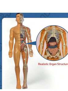 28CM Human Anatomy Model, Skeleton Model For Observing Bones And Movements, Suitable For Scientific Learning And Education - multicolor - View 7