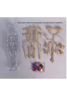 28CM Human Anatomy Model, Skeleton Model For Observing Bones And Movements, Suitable For Scientific Learning And Education - multicolor - View 11